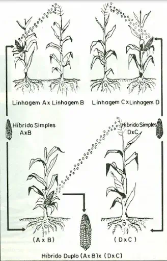 diagrama técnico em preto e branco que ilustra o processo de criação de milho híbrido duplo. O processo é divid