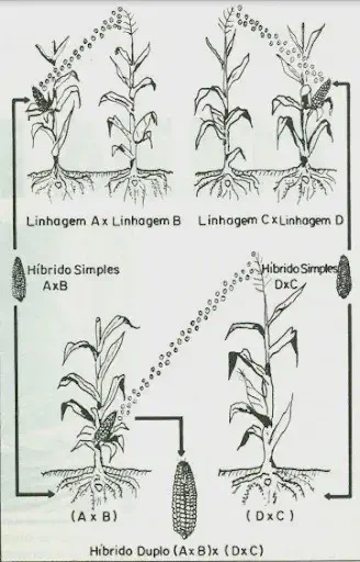 diagrama técnico em preto e branco que ilustra o processo de criação de milho híbrido duplo. O processo é divid