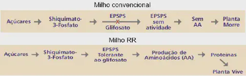 infográfico que compara o efeito do herbicida glifosato em duas variedades de milho: convencional e RR (Roundup