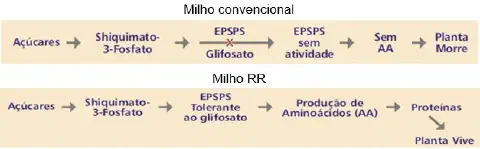 infográfico que compara o efeito do herbicida glifosato em duas variedades de milho: convencional e RR (Roundup