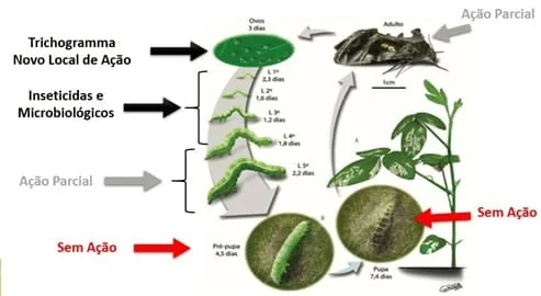 infográfico técnico que ilustra o ciclo de vida de uma praga agrícola, provavelmente uma lagarta da soja, e os