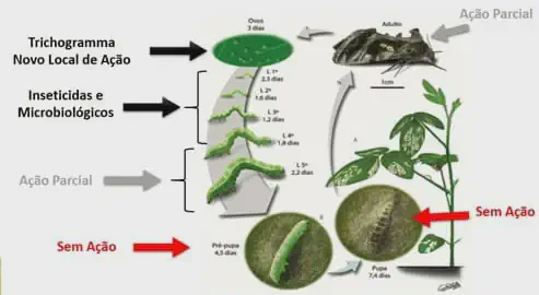 MIP: Controle de Pragas e o Ciclo de Vida da Lagarta infográfico técnico que ilustra o ciclo de vida de uma praga agrícola, provavelmente uma lagarta da soja, e os