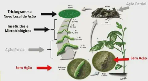 infográfico técnico que ilustra o ciclo de vida de uma praga agrícola, provavelmente uma lagarta da soja, e os