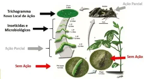 infográfico técnico que ilustra o ciclo de vida de uma praga agrícola, provavelmente uma lagarta da soja, e os