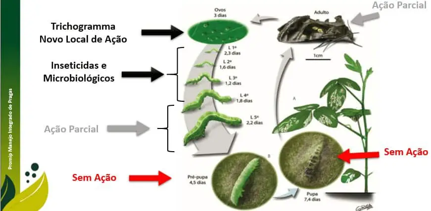 infográfico detalhado que ilustra o ciclo de vida de uma praga agrícola, provavelmente uma lagarta de lepidópte