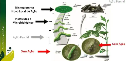 infográfico detalhado que ilustra o ciclo de vida de uma praga agrícola, provavelmente uma lagarta de lepidópte