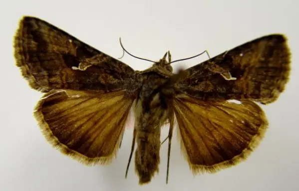 espécime da mariposa Mocis latipes, conhecida popularmente como curuquerê-dos-capinzais, fotografada de c