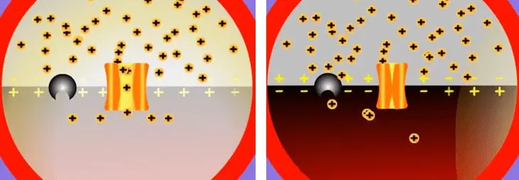 Modo de Ação de Inseticidas: Como Afetam Pragas na Lavoura diagrama científico dividido em dois painéis que ilustram o processo de transmissão de um impulso nervoso atrav