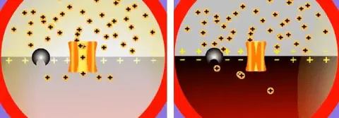 diagrama científico dividido em dois painéis que ilustram o processo de transmissão de um impulso nervoso atrav