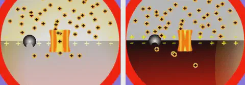 diagrama científico dividido em dois painéis que ilustram o processo de transmissão de um impulso nervoso atrav
