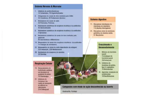 infográfico técnico que ilustra os diferentes modos de ação de inseticidas em uma lagarta, que representa uma p