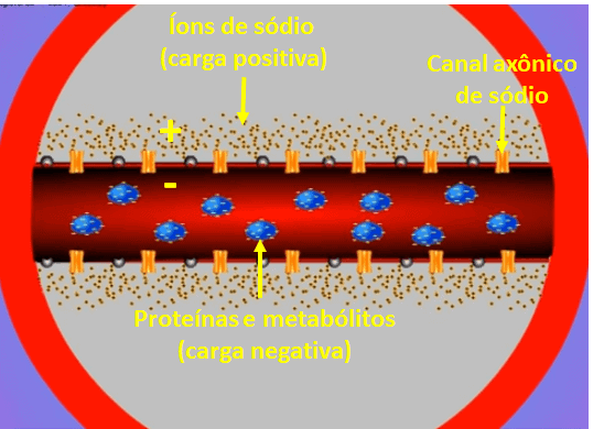 diagrama científico que ilustra uma seção transversal de um axônio, a principal projeção de um neurônio. Ela de