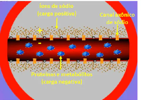diagrama científico que ilustra uma seção transversal de um axônio, a principal projeção de um neurônio. Ela de