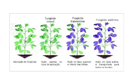 infográfico educacional que ilustra e compara os diferentes modos de ação de três tipos de fungicidas aplicados