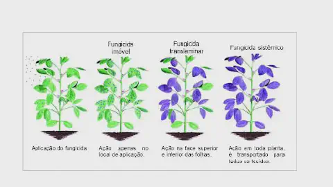 infográfico educacional que ilustra e compara os diferentes modos de ação de três tipos de fungicidas aplicados