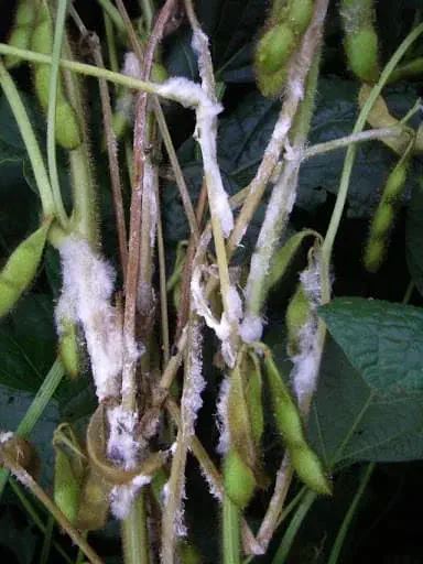 close-up de uma planta de soja severamente afetada pelo mofo-branco, doença causada pelo fungo Sclerotinia