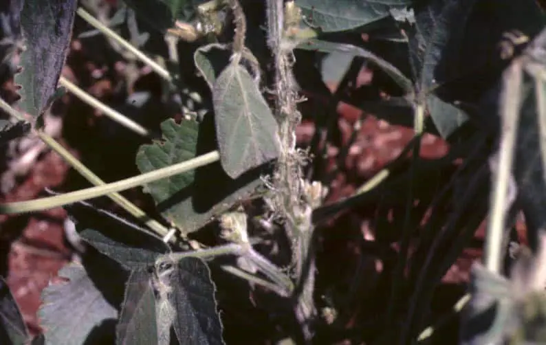 close-up detalhado de uma planta de soja afetada por uma doença fúngica, provavelmente o mofo-branco, causa