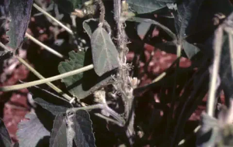 close-up detalhado de uma planta de soja afetada por doença fúngica
