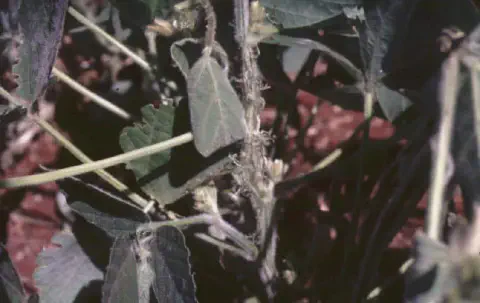 close-up detalhado de uma planta de soja afetada por doença fúngica