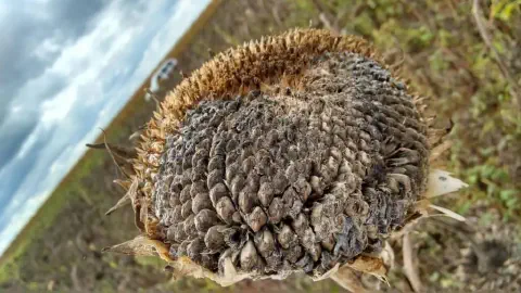 close-up de um capítulo de girassol em estágio avançado de maturação, visivelmente acometido por uma doença