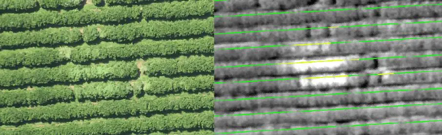 uma comparação lado a lado de uma lavoura vista de cima. À esquerda, uma fotografia aérea convencional mostra