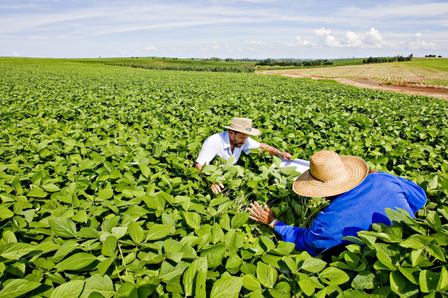 Fórmula para cálculo de produtividade de soja