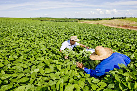 Fórmula para cálculo de produtividade de soja