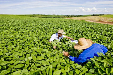 dois homens, provavelmente um engenheiro agrônomo e um produtor rural, imersos em uma vasta e saudável lavou