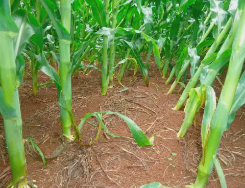 A imagem oferece uma visão detalhada и em close-up do interior de uma lavoura de milho em estágio vegetativo. O foco está na