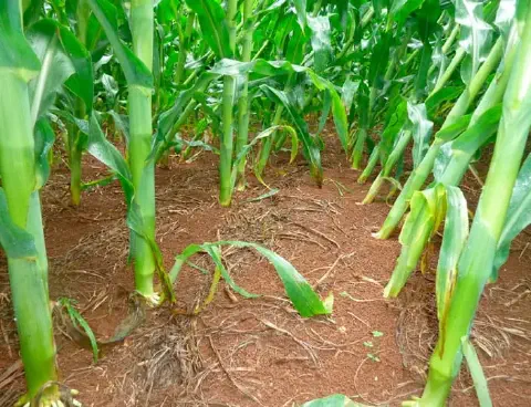 A imagem oferece uma visão detalhada и em close-up do interior de uma lavoura de milho em estágio vegetativo. O foco está na