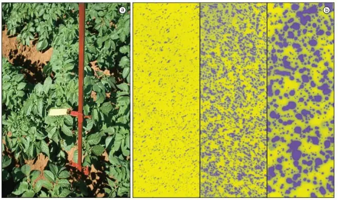 painéis. O painel à esquerda (a) exibe uma fotografia de uma plantação de batatas, mostrando as