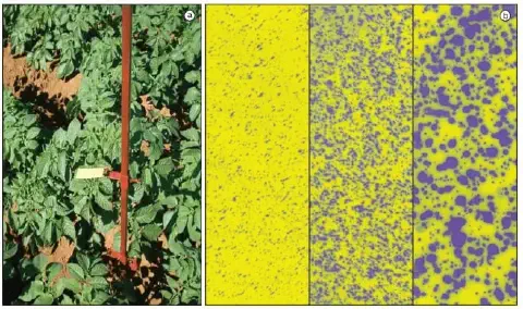 painéis. O painel à esquerda (a) exibe uma fotografia de uma plantação de batatas, mostrando as