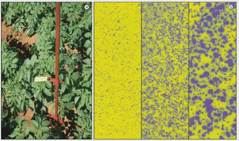 painéis. O painel à esquerda (a) exibe uma fotografia de uma plantação de batatas, mostrando as