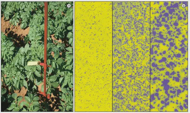 Monitoramento de Doenças na Lavoura com Análise de Imagem painéis. O painel à esquerda (a) exibe uma fotografia de uma plantação de batatas, mostrando as