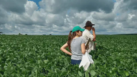 cena de trabalho em campo, mostrando um homem e uma mulher em meio a uma vasta e saudável lavoura de soj