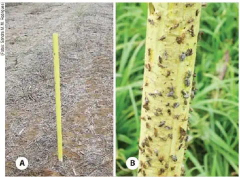 composição de duas fotografias, A e B, que ilustram o uso e a eficácia de uma armadilha adesiva amarela no mon