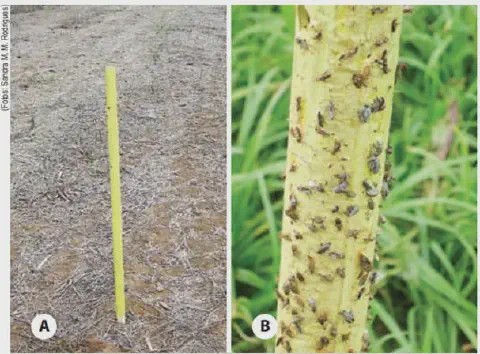 composição de duas fotografias, A e B, que ilustram o uso e a eficácia de uma armadilha adesiva amarela no mon