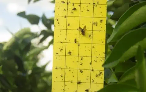 close-up uma armadilha adesiva amarela, uma ferramenta essencial no Manejo Integrado de Pragas (MIP). A arm