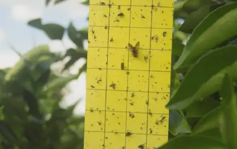 close-up uma armadilha adesiva amarela, uma ferramenta essencial no Manejo Integrado de Pragas (MIP). A arm
