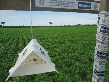 uma armadilha do tipo delta, de cor branca, suspensa por um fio em uma estrutura de madeira na borda de uma ex