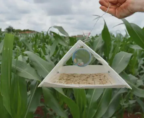 uma armadilha de feromônio do tipo delta sendo segurada pela mão de uma pessoa sobre uma lavoura de milho. O f