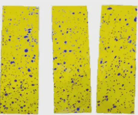 Monitoramento de Trips com Armadilhas Adesivas Amarelas três armadilhas adesivas amarelas, dispostas verticalmente lado a lado sobre um fundo branco. As superfícies d