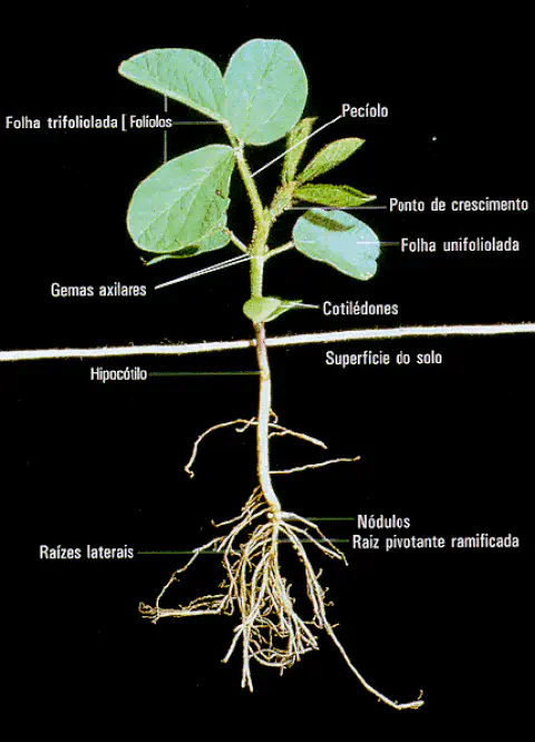 uma ilustração detalhada da morfologia de uma plântula de soja (Glycine max) em seus estágios iniciais de dese