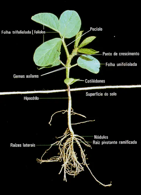 uma ilustração detalhada da morfologia de uma plântula de soja (Glycine max) em seus estágios iniciais de dese