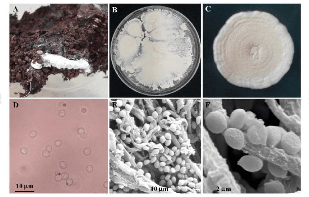composição científica de seis painéis (A-F) que ilustram a morfologia de um fungo em diferentes escalas. O pai