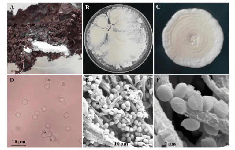 Morfologia de Fungo: Análise Microscópica e Macroscópica composição científica de seis painéis (A-F) que ilustram a morfologia de um fungo em diferentes escalas. O pai