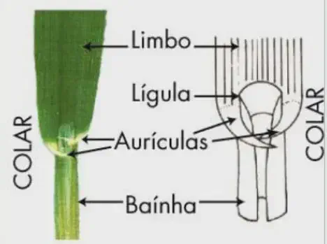 ilustração detalhada da morfologia de uma planta gramínea, focando na região do 'colar', a junção entr