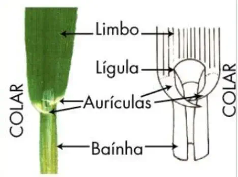 ilustração detalhada da morfologia de uma planta gramínea, focando na região do 'colar', a junção entr