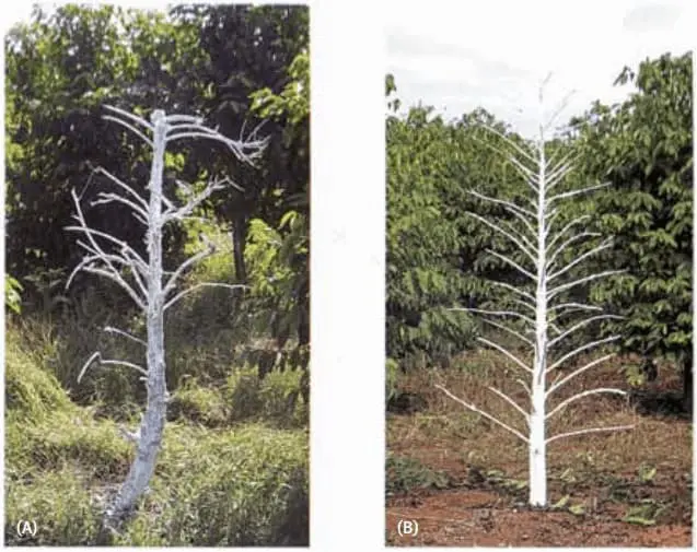 Morte de Plantas na Lavoura: Sintomas e Identificação comparativo fotográfico, dividido em duas partes (A e B), que exibe duas árvores mortas e sem folhas em meio a