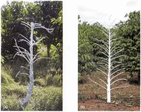 comparativo fotográfico, dividido em duas partes (A e B), que exibe duas árvores mortas e sem folhas em meio a